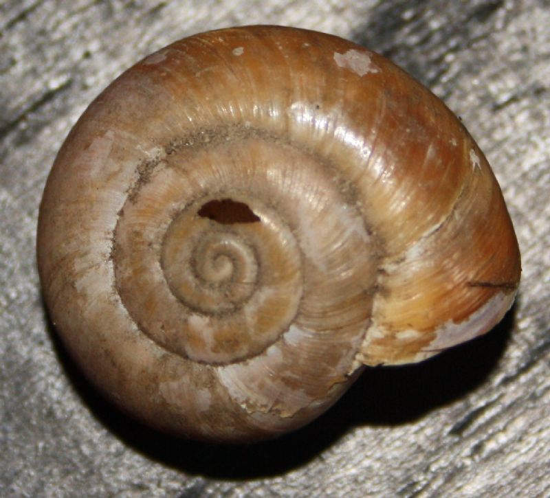 chilostoma da Trieste